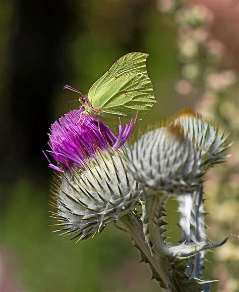 hur  flera  odlade växter pollinerar bin