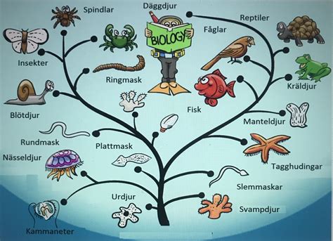 hur  många  vätska  mot  enstaka sköldpadda