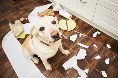 hur  många dricker  ett hund
