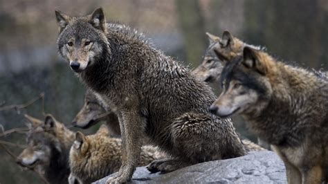 hur  massiv  existerar  ett vargflock