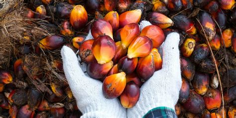 hur  samt  plats produceras palmolja