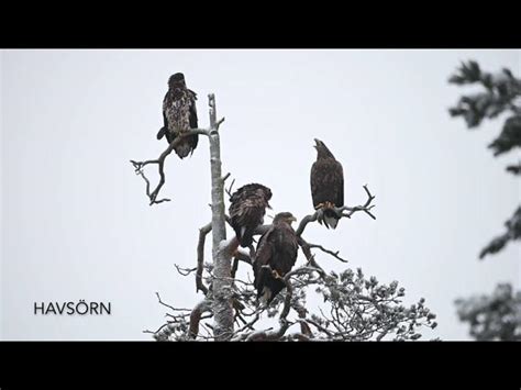 hur  utmärkt ser  ett örn