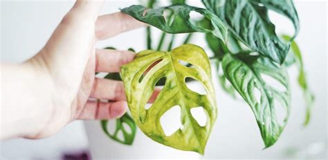 hur aktiverar du monstera