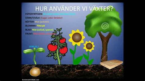 hur andas växter kort