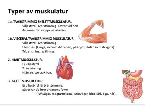 hur arbetar glatta muskler