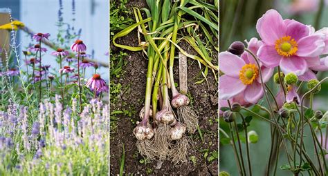 hur behandlar du delphiniums