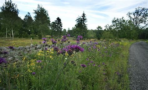 hur bevarar du olivblad