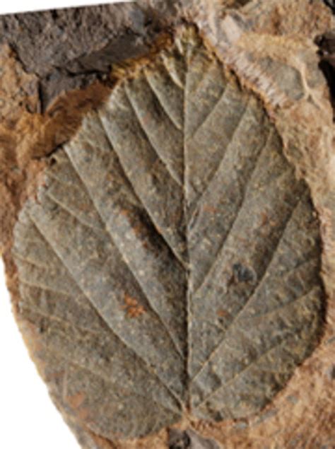 hur bildas en fossil