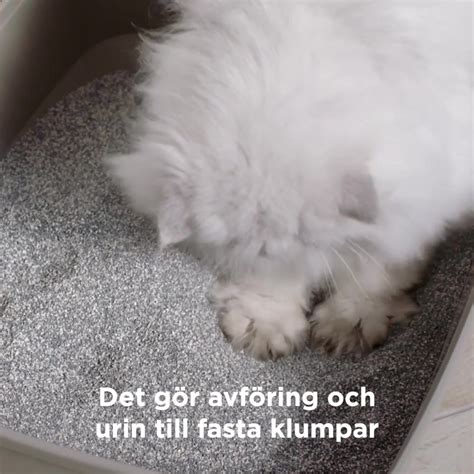 hur byter man kattsand