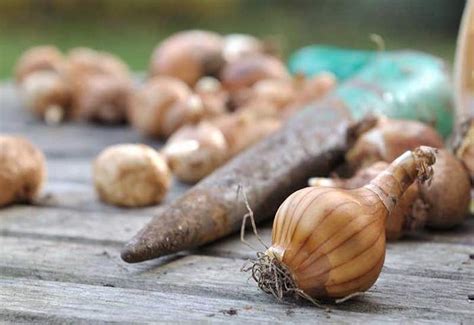 hur djupt plantera tujor