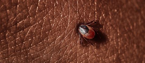 hur far fastingar borrelia