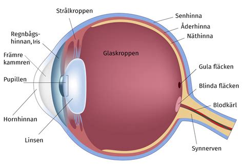 hur fungerar ögat