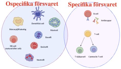 hur funkar antigen test