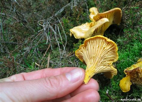 hur gamla kantareller kan