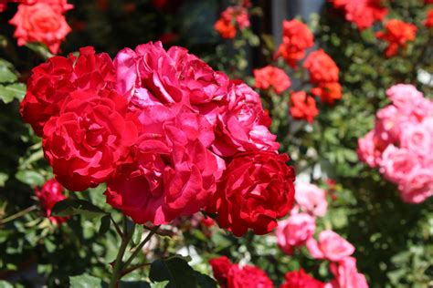 hur håller du floribunda rosor blommande