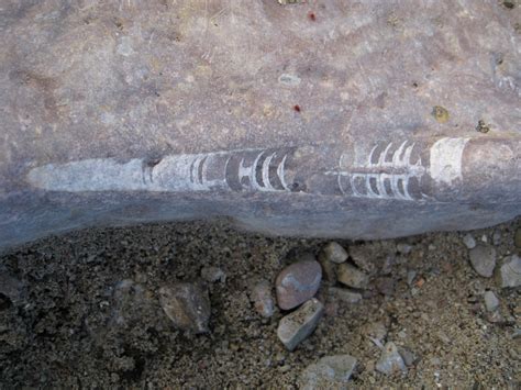 hur hittar man fossiler