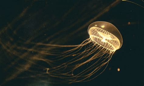 hur identifierar du poison