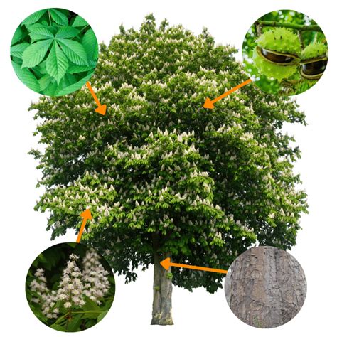 hur identifierar du trad