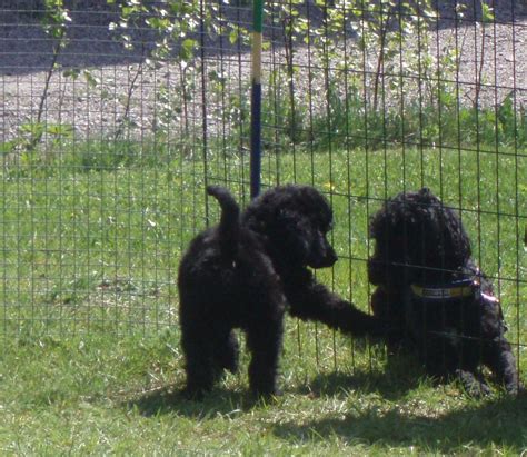 hur introducera valp med