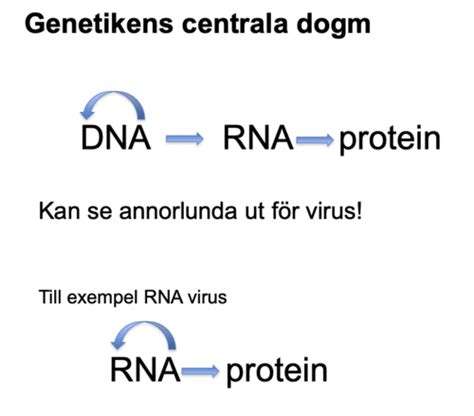 hur kan virus ge