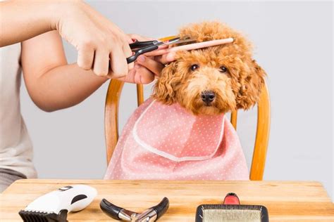 hur klippa pudel valp