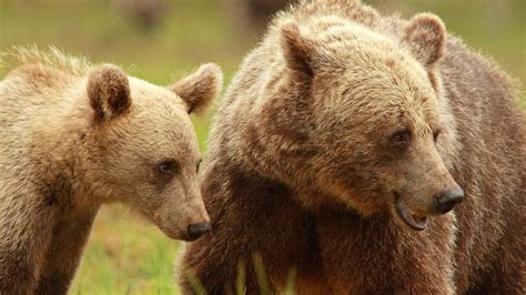 hur länge stannar björnungar hos sin mamma