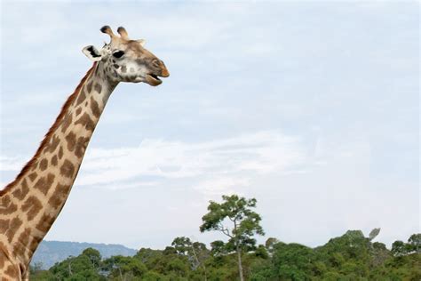 hur låter giraffer