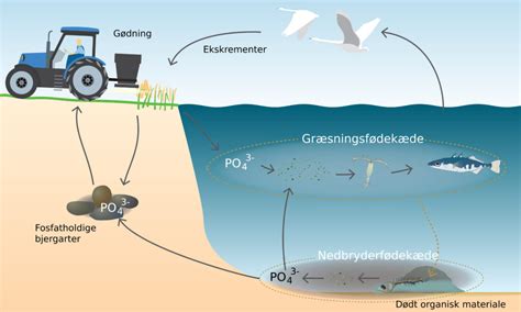 hur leder  eutrofiering  mot algblomning