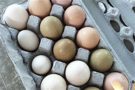 hur många ägg per dag lägger en höna