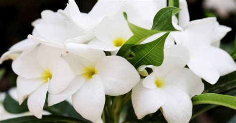 hur man befruktar jasmin