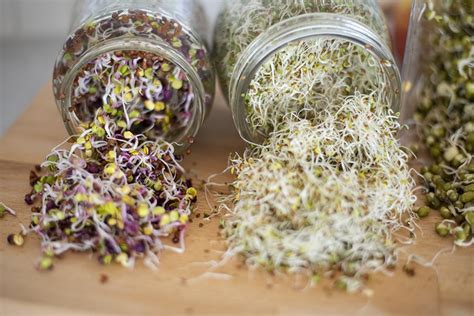 hur man groddar kale