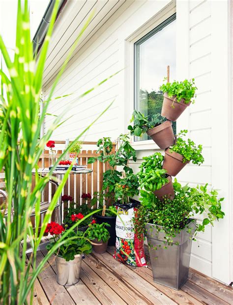hur man håller växter på balkongen