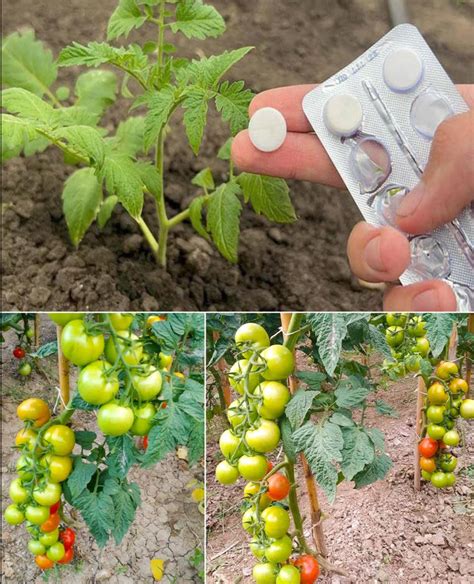 hur man odlar citrontimjan