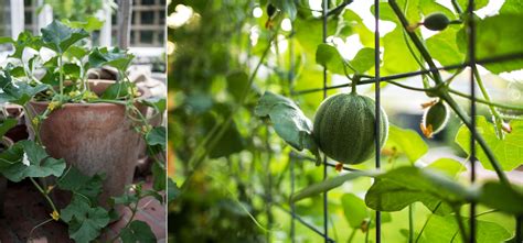 hur man odlar hami melon