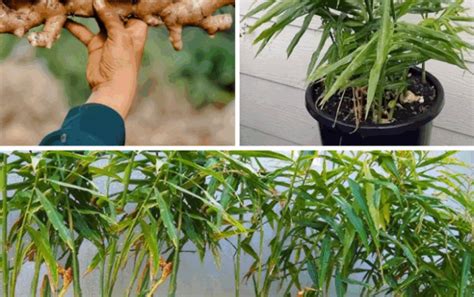 hur man odlar vetiver