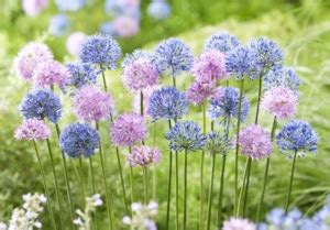 hur man planterar allium schubertii glödlampor
