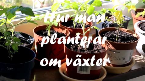 hur man planterar green