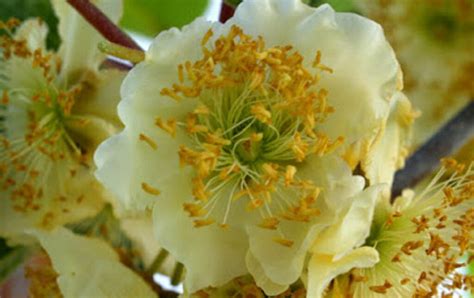 hur man sprider kiwi