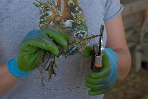 hur man sprider stromanthe