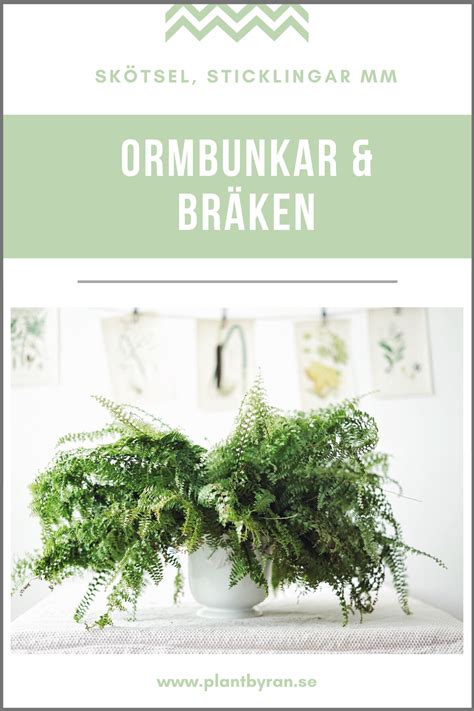 hur man tar ormbunke