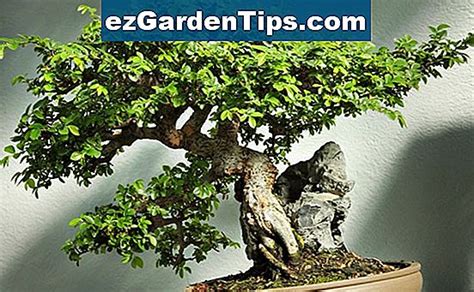 hur matar  ni  en  innesluten bonsai träd