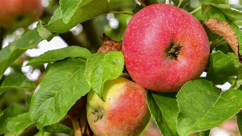 hur mycket äpplen per