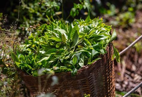 hur odlar  ni  en pecanträd