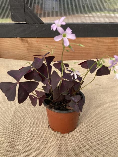 hur odlar du oxalis triangularis inomhus