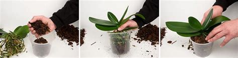 hur ofta att plantera phalaenopsis orkidéer