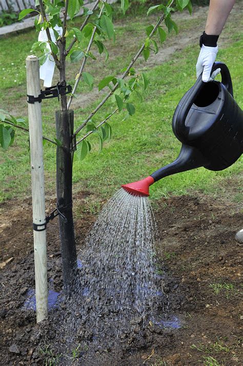 hur ofta att vattna nya fruktträd