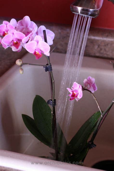 hur ofta vattnar du en orchid