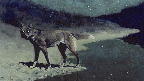 hur ofta ylar vargen