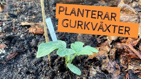 hur orm växter växer