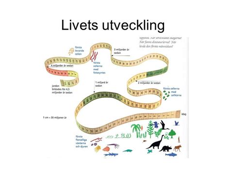 hur påverkar mutationer livets utveckling evolutionen